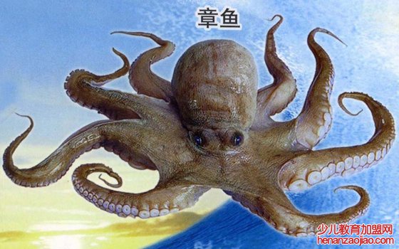 章鱼真的没有身子吗,章鱼的身体结构