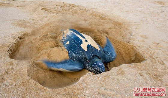 海龟为什么要自埋