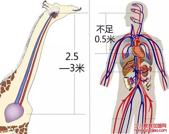 长颈鹿为什么不会脑淤血,长颈鹿高血压的秘密