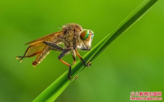 为什么牛虻喜欢吸人血