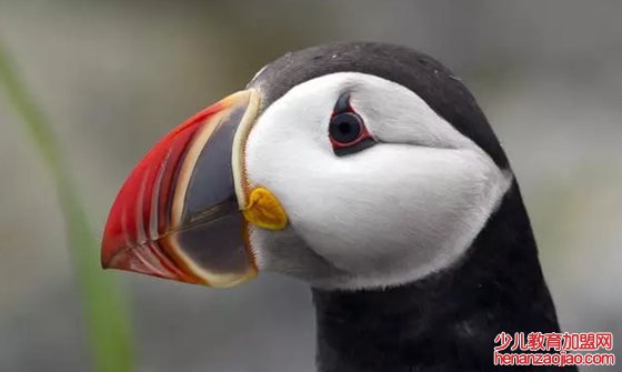 为什么说海鹦是爱团结的鸟