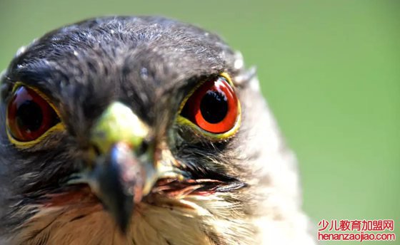 为什么老鹰的视力那么好,老鹰成为千里眼的原因