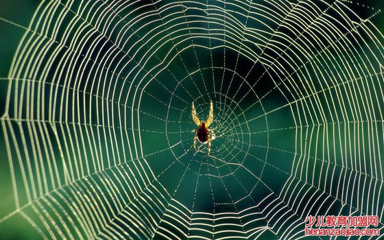 所有的蜘蛛都结网吗,有不结网的蜘蛛吗