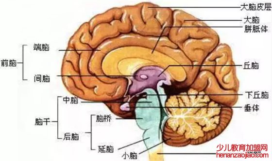 为什么说大脑是人体的指挥中心