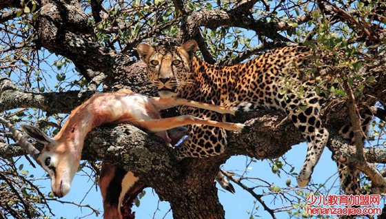 为什么豹子把食物搬到树上