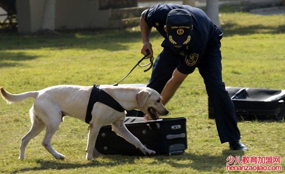 为什么警犬能追捕罪犯