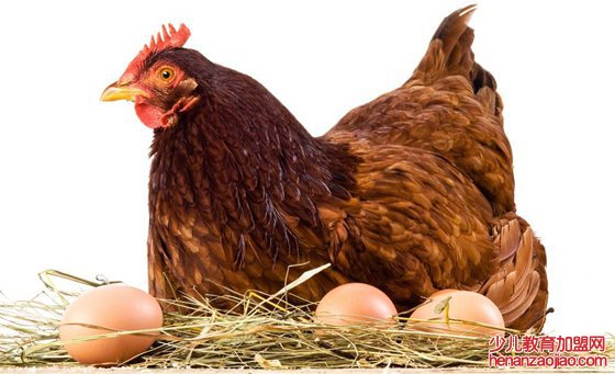 鸡蛋能和母鸡进行交流吗,鸡蛋会说话吗