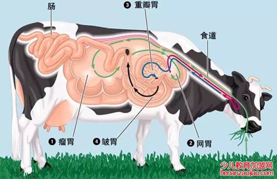 牛为什么总是不停地咀嚼,牛反刍的过程