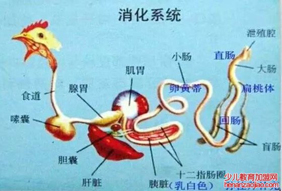 鸡为什么要吃沙子,鸡吃沙子的原因是为了消化