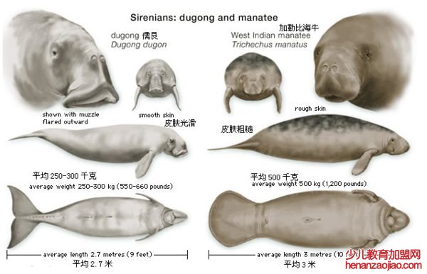 儒艮怎么读,儒艮是什么,儒艮为什么叫美人鱼