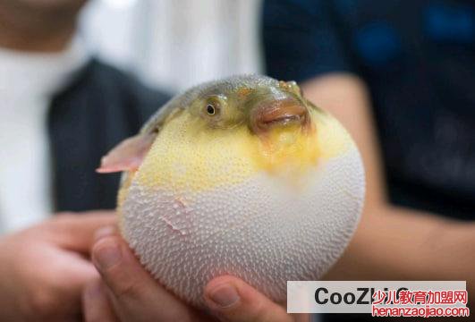 吃河豚会不会中毒