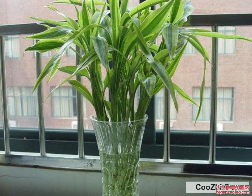 办公室防辐射的植物常见有哪些