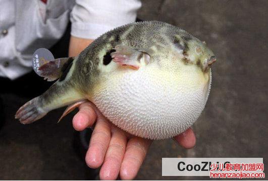 河豚最毒的部分是那些?