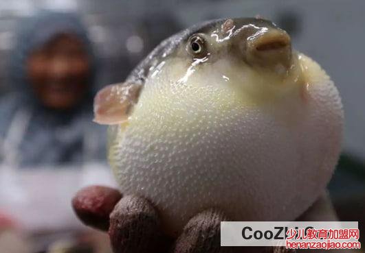 河豚最毒的部分是那些?