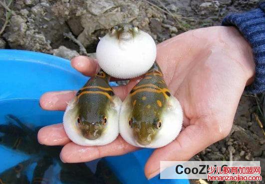 河豚最毒的部分是那些?