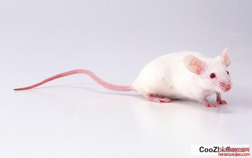 家进老鼠了怎么消灭老鼠