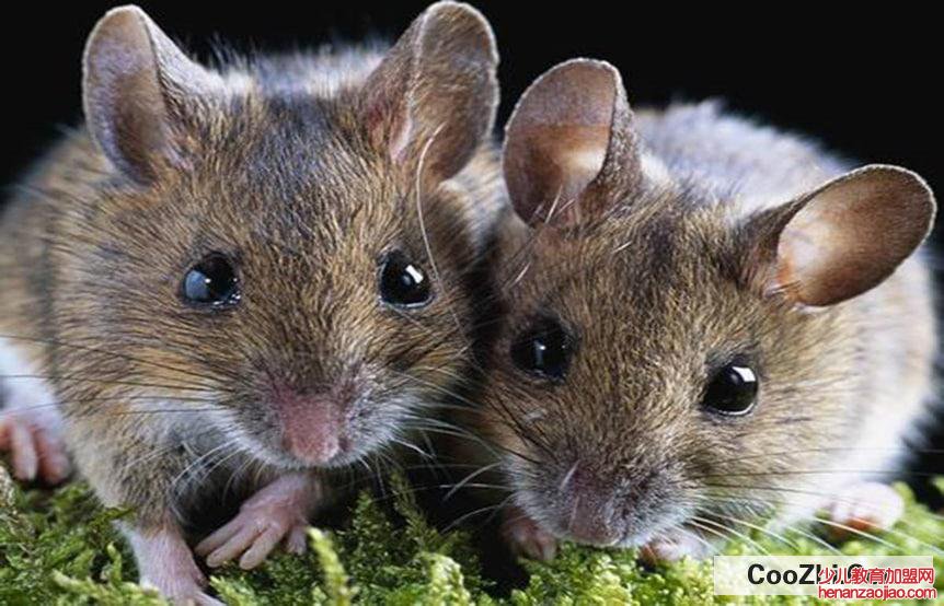 家进老鼠了怎么消灭老鼠