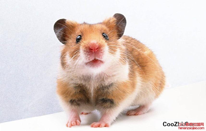 家进老鼠了怎么消灭老鼠