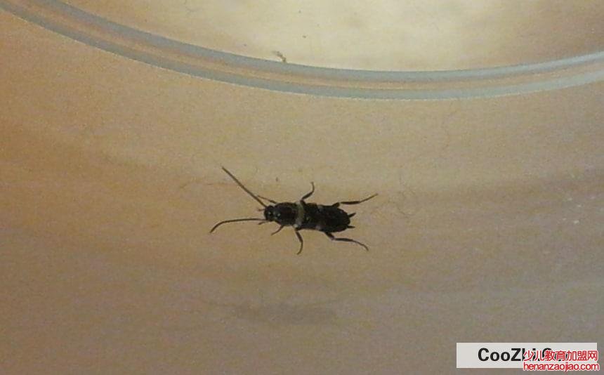 屋里小黑虫特别多的原因