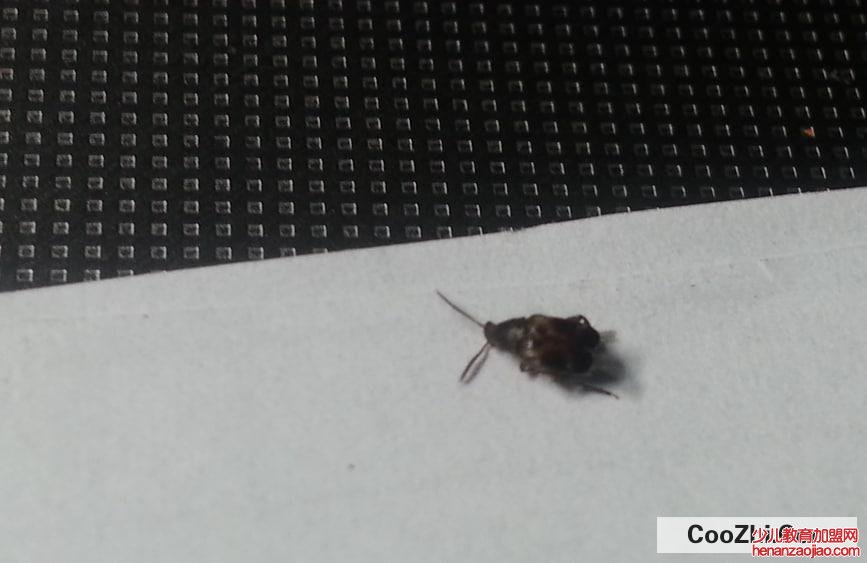 屋里小黑虫特别多的原因