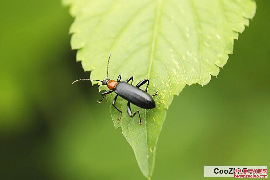 屋里小黑虫特别多的原因
