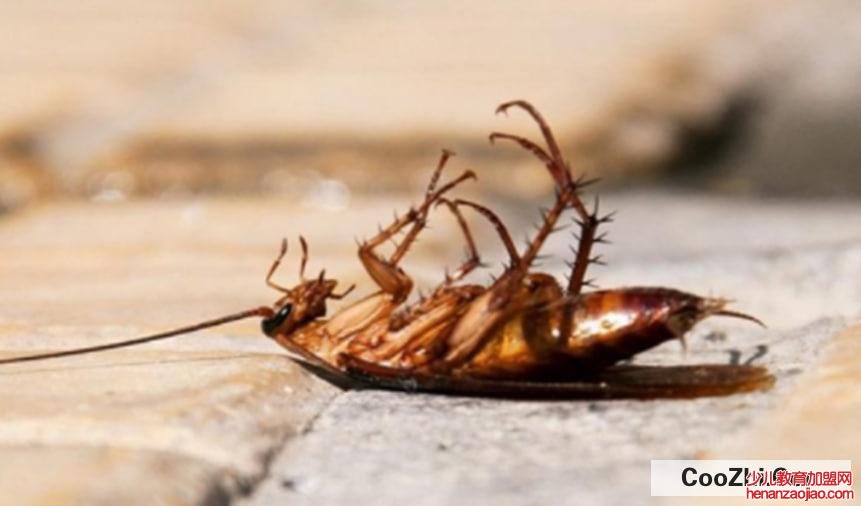 杀蟑胶饵能杀死蟑螂吗