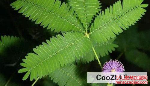 那么含羞草为什么会害羞呢