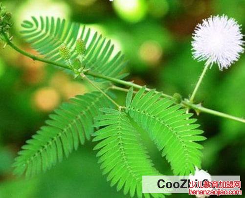 那么含羞草为什么会害羞呢