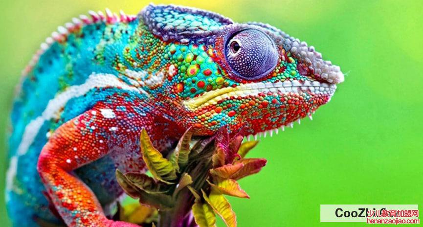 为什么变色龙会变色,变色有什么作用