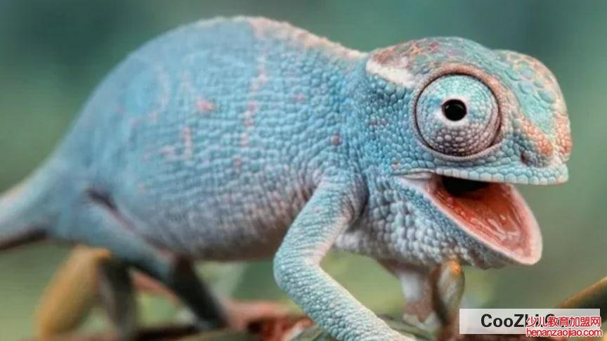 为什么变色龙会变色,变色有什么作用