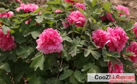 谷雨为什么要去赏牡丹花