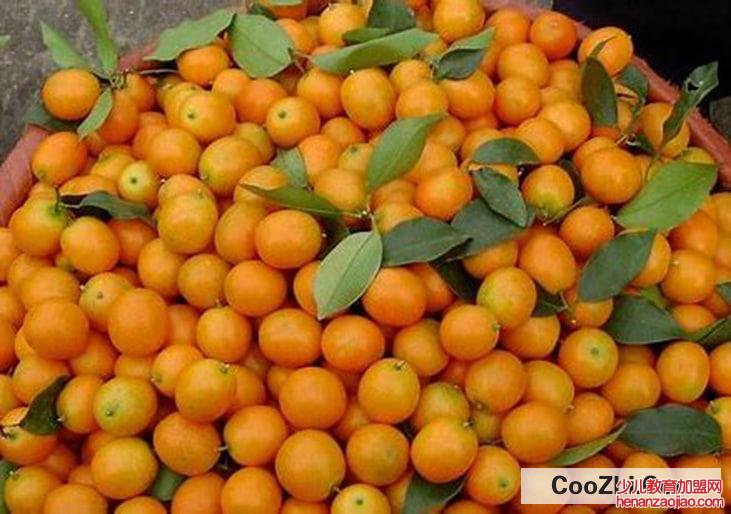 咸金桔要怎么制作