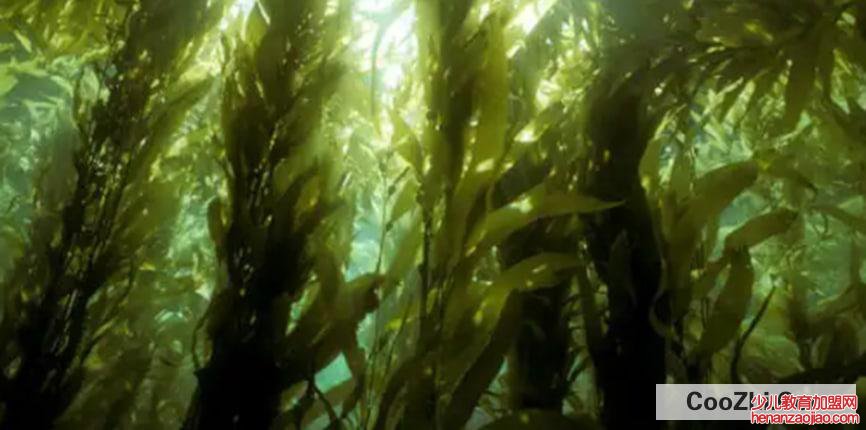 羊栖菜的使用方法有哪些