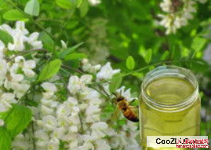 如何鉴别槐花蜜