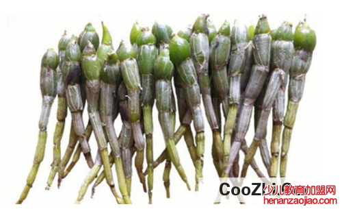 鲜石斛该如何保存