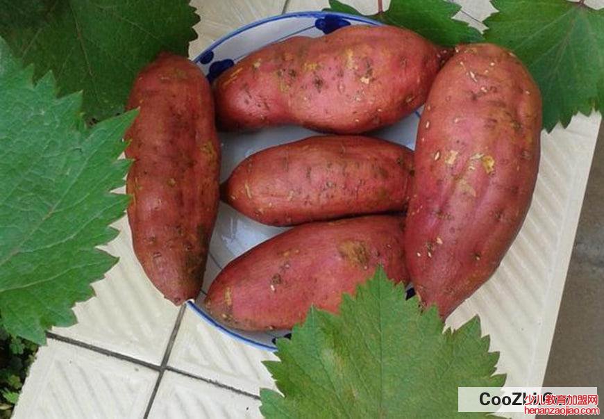 怎么保存红薯