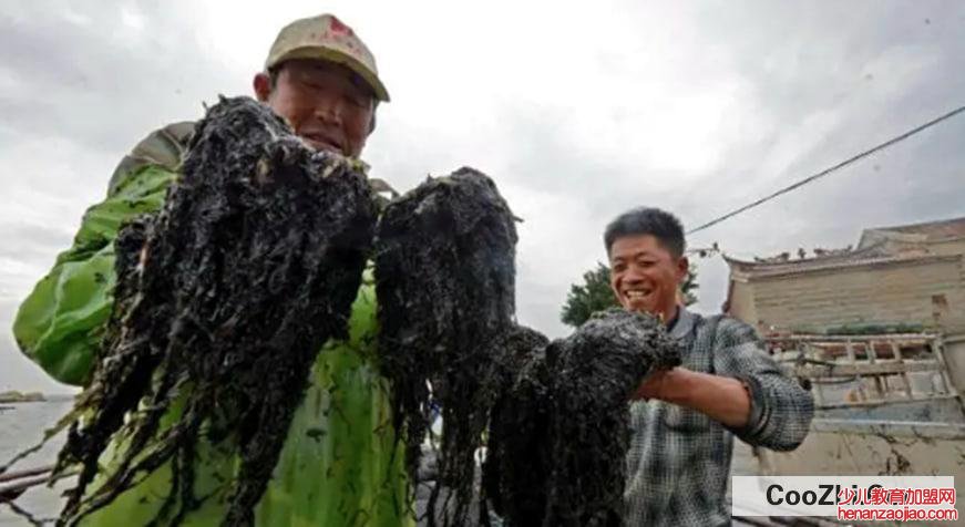 辨别新鲜的紫菜有什么方法