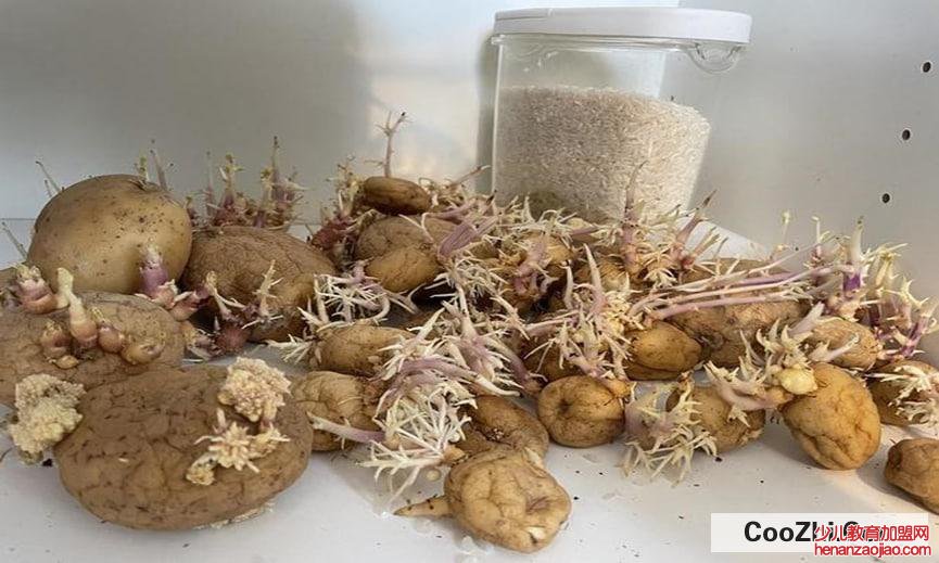 巧用发芽土豆的实用小妙招