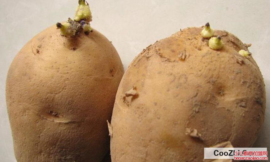 巧用发芽土豆的实用小妙招