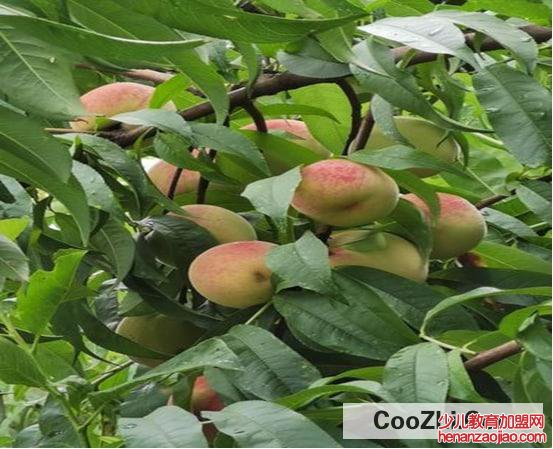 刚摘的桃子不太熟怎么办