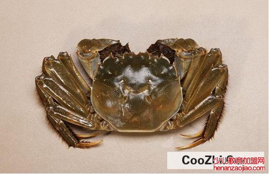 哪些食物可以帮助回奶