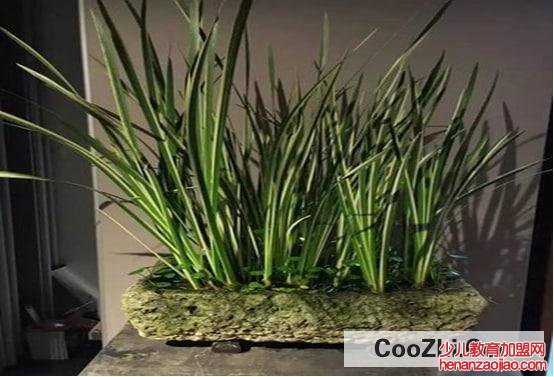 菖蒲怎么挂在门上