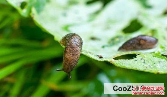 怎么彻底消灭菜地里的鼻涕虫