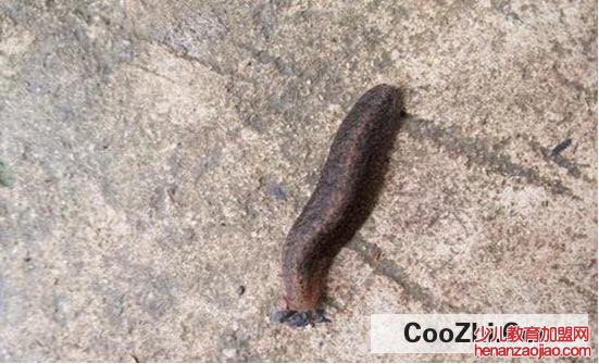 怎么彻底消灭菜地里的鼻涕虫