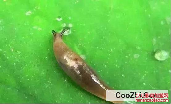 怎么彻底消灭菜地里的鼻涕虫