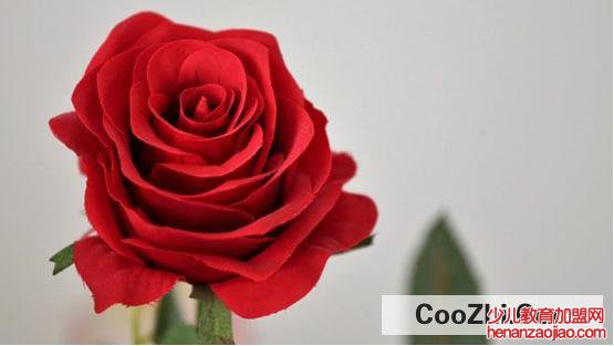 哪种花能摆放久一些
