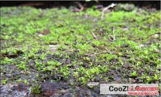 如何清除绿苔