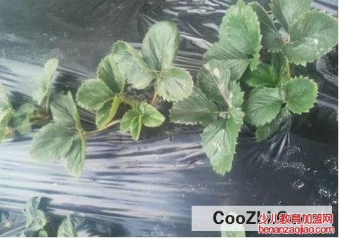 怎么洗掉草莓上的柳絮