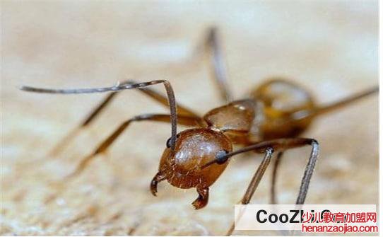 怎么能彻底消灭家里的红蚂蚁