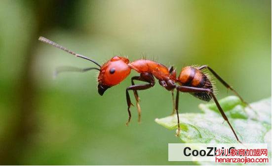 怎么能彻底消灭家里的红蚂蚁